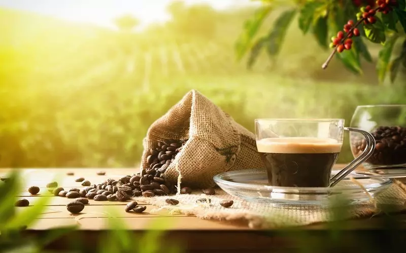 Uprawy kawy i kakao zagrożone przez spadek liczby owadów 