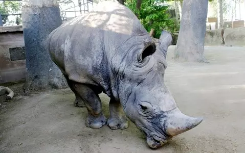 Oldest white rhino in Europe dies at Barcelona Zoo