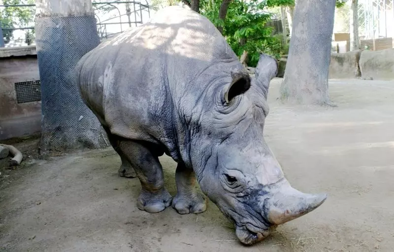 W barcelońskim Zoo padł najstarszy w Europie nosorożec biały 