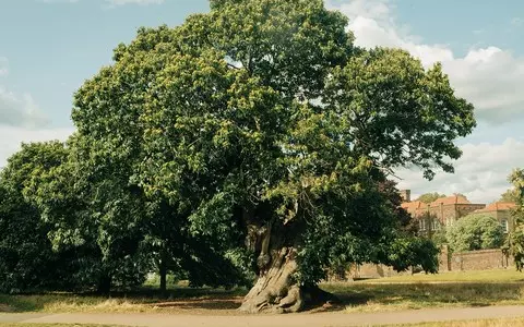 Wrexham’s 480-year-old sweet chestnut crowned tree of the year