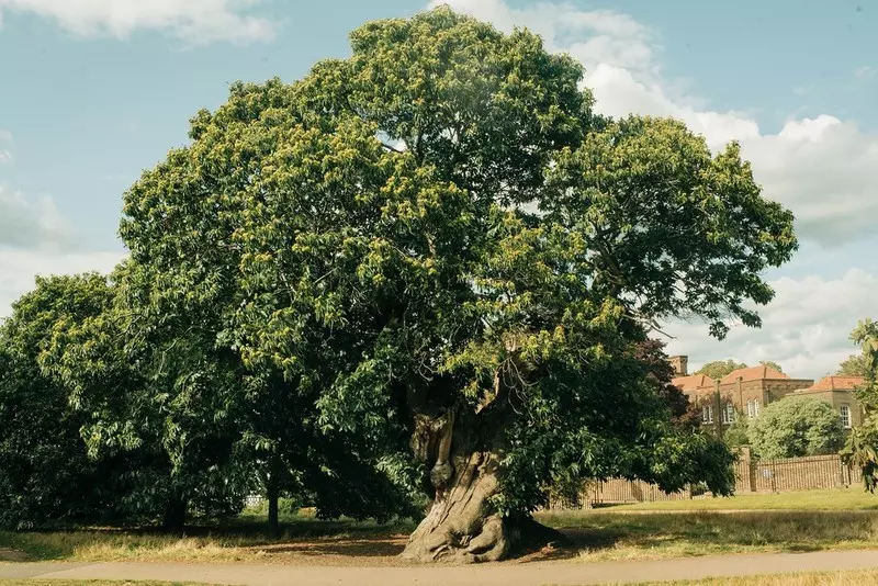 Anglia: 480-letni kasztanowiec z Wrexham z tytułem Drzewa Roku