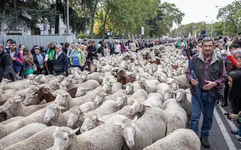 Spain: More than a thousand sheep and goats marched through Madrid's main streets