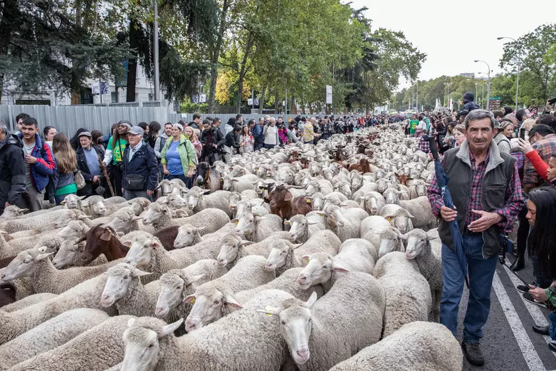 Hiszpania: Ponad tysiąc owiec i kóz przemaszerowało głównymi ulicami Madrytu