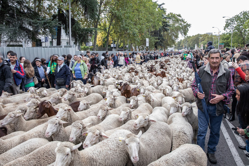 Spain: More than a thousand sheep and goats marched through Madrid's main streets