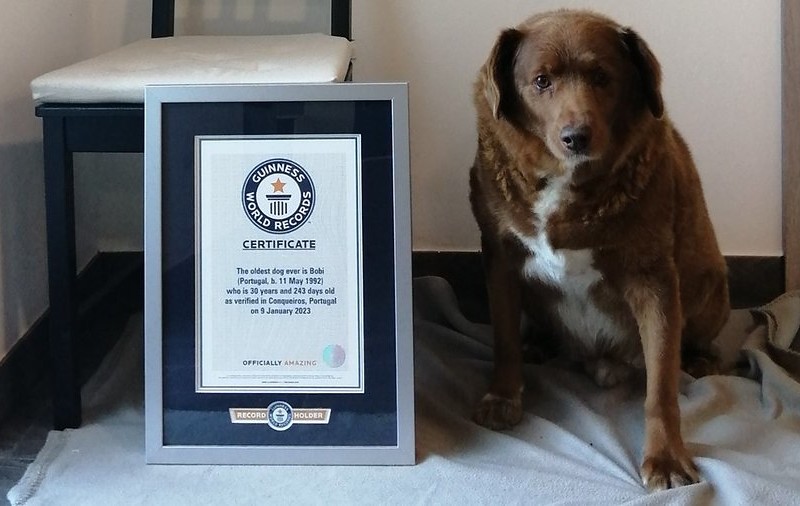 Portugal: Bobi, the world's oldest dog, is dead