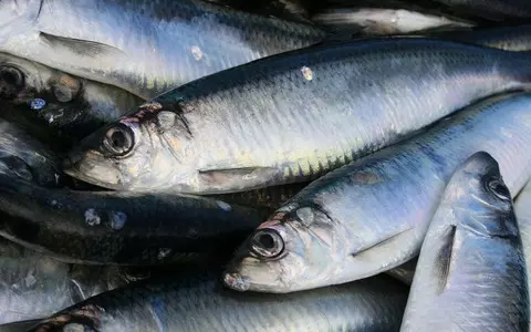 There will be no EU ban on herring fishing in the Baltic next year