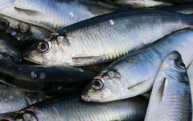 There will be no EU ban on herring fishing in the Baltic next year
