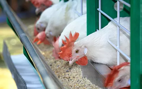 Low-welfare eggs from caged hens imported to UK in ‘staggering’ numbers