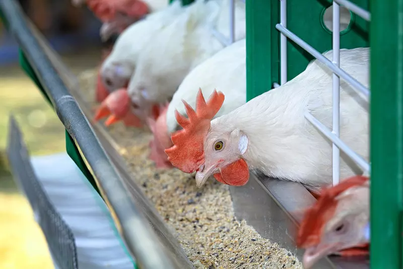 UK: Rośnie import jaj od kur przetrzymywanych w klatkach, także z Polski