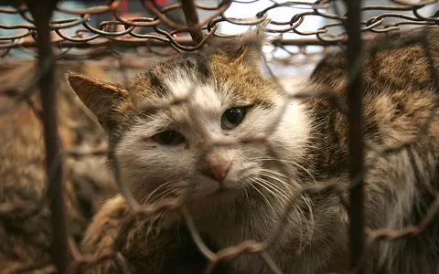 China: One thousand cats were rescued and their meat was intended for sale