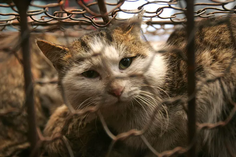 Chiny: Uratowano tysiąc kotów, których mięso miało trafić do sprzedaży