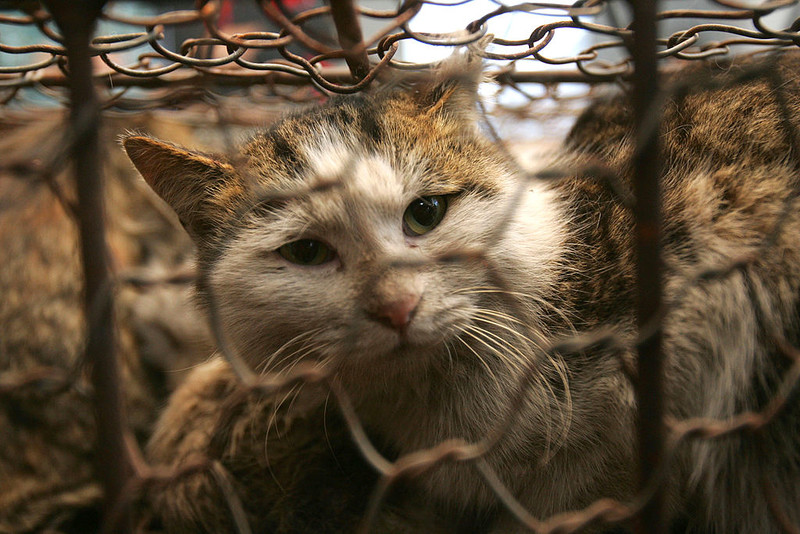 China: One thousand cats were rescued and their meat was intended for sale