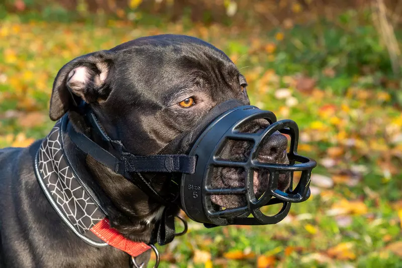Wielu właścicieli psów w UK ma w domu zwierzęta ras objętych zakazem posiadania
