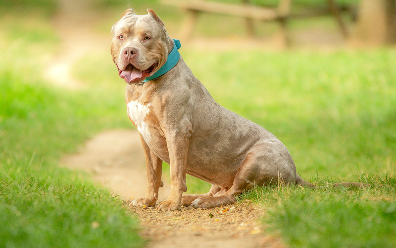 The British government officially bans the ownership of American XL Bully dogs