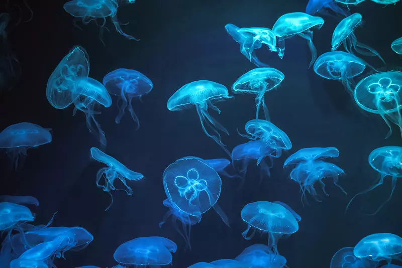 Gwałtowny wzrost występowania nietypowych meduz u wybrzeży Wielkiej Brytanii