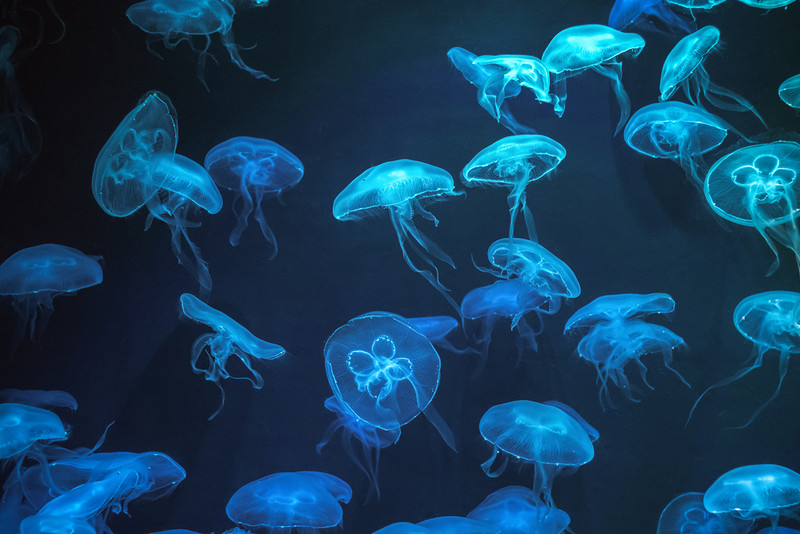 Gwałtowny wzrost występowania nietypowych meduz u wybrzeży Wielkiej Brytanii