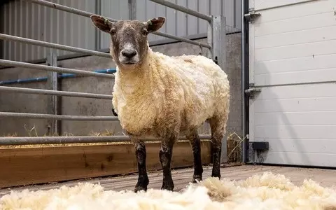 Scotland: 'Loneliest sheep' rescued, trapped at the foot of a cliff for two years