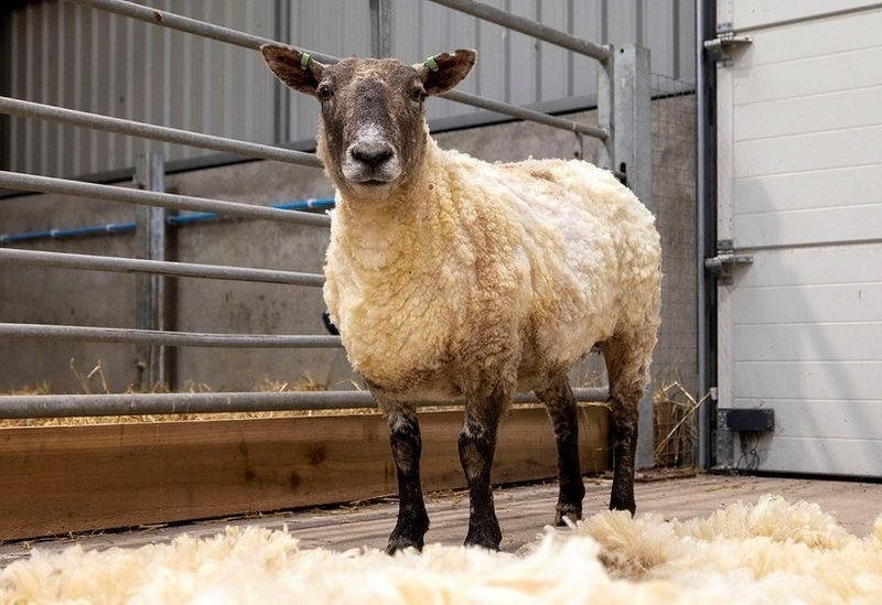 Scotland: 'Loneliest sheep' rescued, trapped at the foot of a cliff for two years