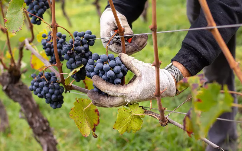 Francja ponownie stała się największym producentem wina na świecie
