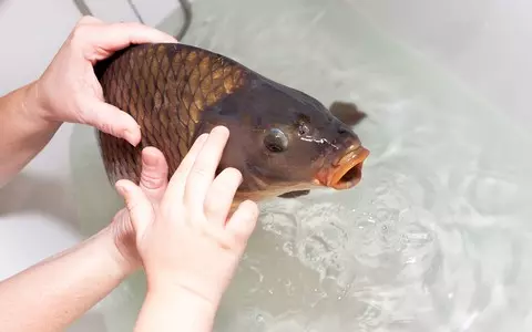 Christmas without carp swimming in bathtub? This is what Polish MPs announce