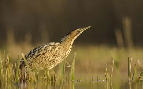 Bitterns: Britain's loudest bird making a comeback in London