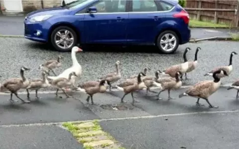 England: Geese sign on road warns drivers in Manchester County