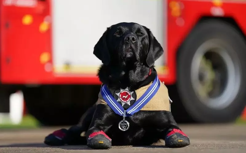Najdłużej pracujący pies strażacki otrzymał odznaczenie za 11-letnią służbę