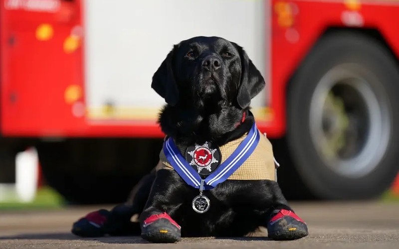 The longest-serving fire dog received an award for 11 years of service