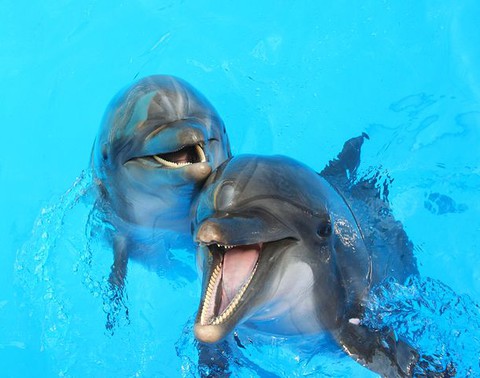 Rekordowo dużo delfinów u wybrzeży Szkocji