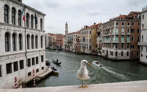 Vademecum from the Venice authorities regarding the presence of seagulls: "First of all, do not feed