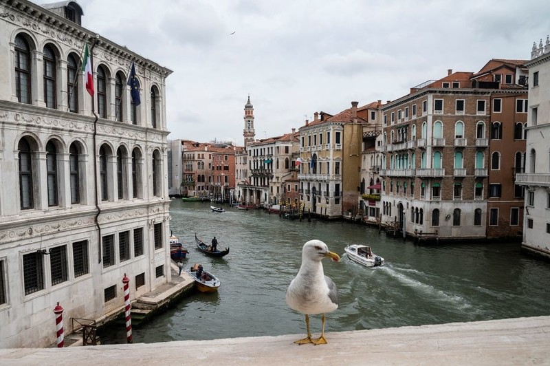 Vademecum from the Venice authorities regarding the presence of seagulls: "First of all, do not feed