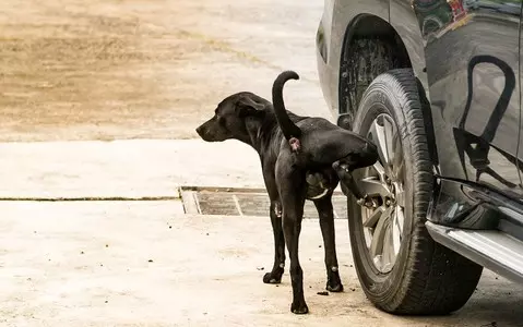 Italy: Perpetrator of tire puncture has been found. It was sick dog