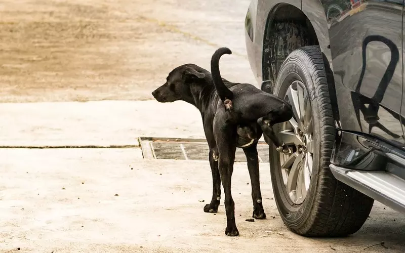 Włochy: Odnaleziono sprawcę dziurawienia opon. Okazał się nim pies
