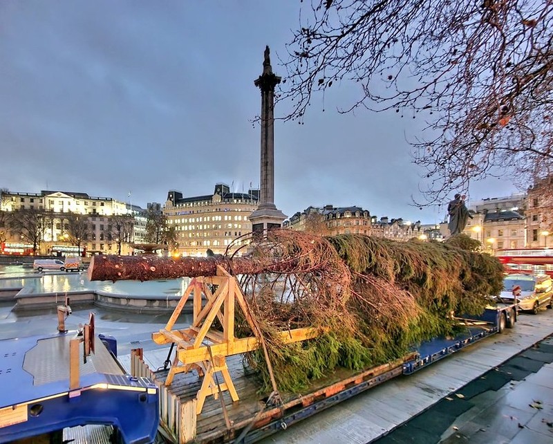 Londyn: Choinka na Trafalgar Square dotarła z Norwegii. Internauci wystawili jej ocenę