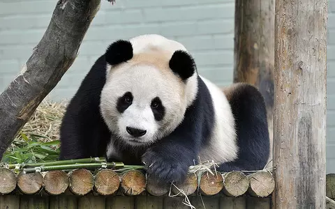 Scotland: Edinburgh Zoo pandas take off for return to China