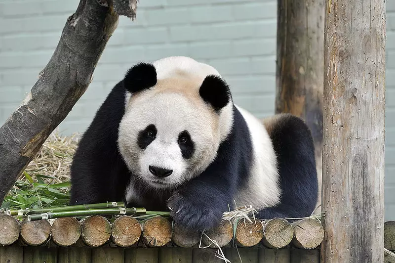Szkocja: Jedyne dwie pandy wielkie po 12-letnim wypożyczeniu wracają do Chin