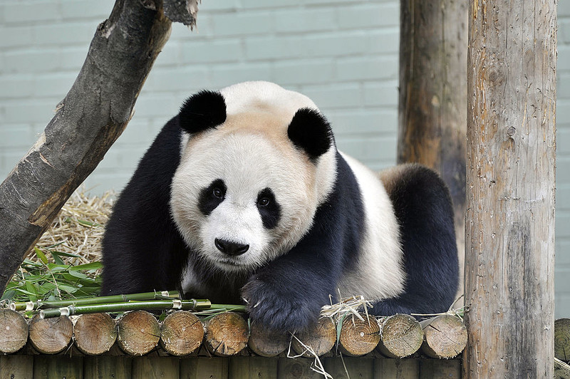 Scotland: Edinburgh Zoo pandas take off for return to China