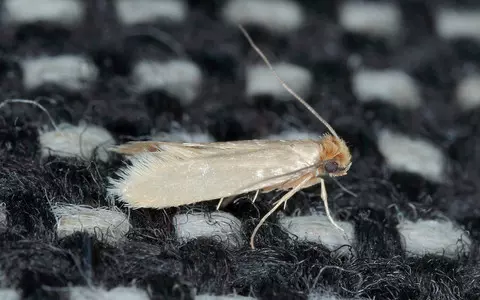 Ealing: New species of moth discovered in west London park