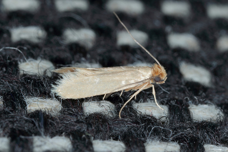 Ealing: New species of moth discovered in west London park