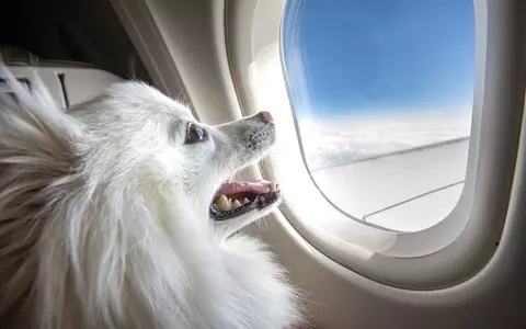 First European airline to offer snacks for dogs on board