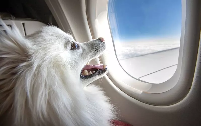 Pierwsza europejska linia lotnicza oferuje przekąski dla psów na pokładzie