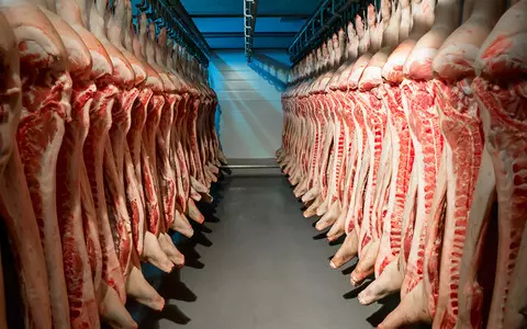 Spanish animal rights organizations: Meat from abused pigs was sold to the Lidl chain of stores