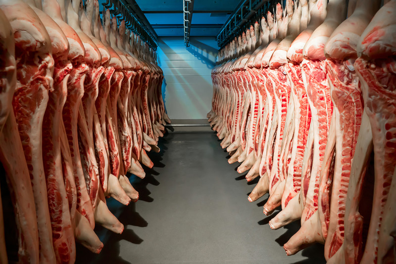 Spanish animal rights organizations: Meat from abused pigs was sold to the Lidl chain of stores