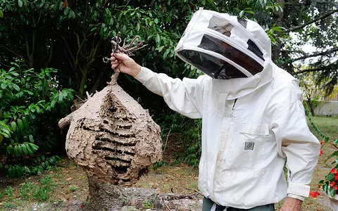 Asian hornets confirmed in London with map showing where they've been spotted