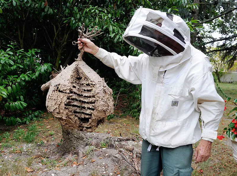 Obecność szerszeni azjatyckich w UK niepokoi pszczelarzy. W tym roku zlikwidowano już 73 gniazda
