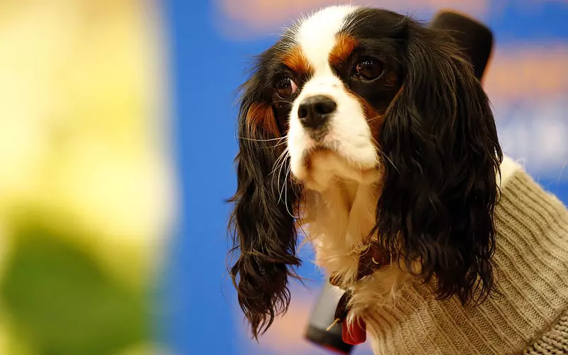 Holenderski rząd chce wprowadzić obowiązkowy kurs przed nabyciem psa