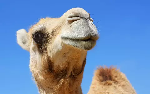 Residents shocked as woman walks camel through London street