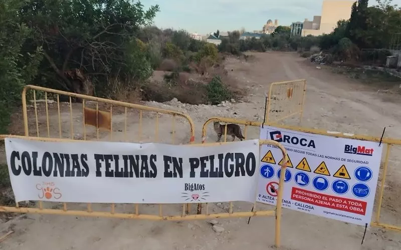 Hiszpania: Sąd nakazał wstrzymanie budowy osiedla ze względu na żyjące w okolicy koty