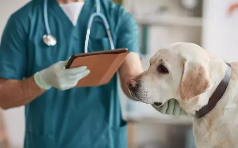 Quarter of UK pet owners concerned vets might over-treat, survey says