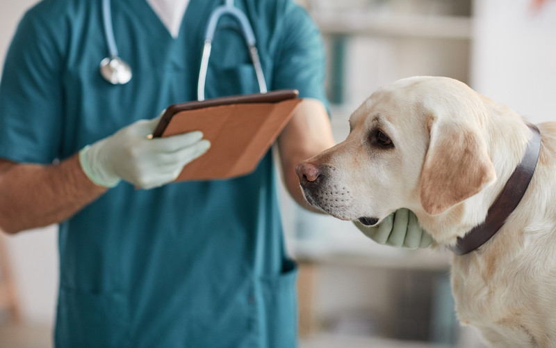 Quarter of UK pet owners concerned vets might over-treat, survey says